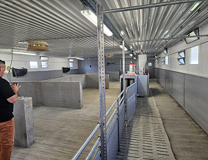 Rekonstrukce haly chovu prasat